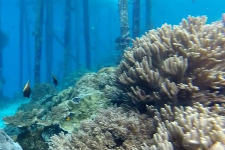 Spot snorkeling di Pulau Kri.