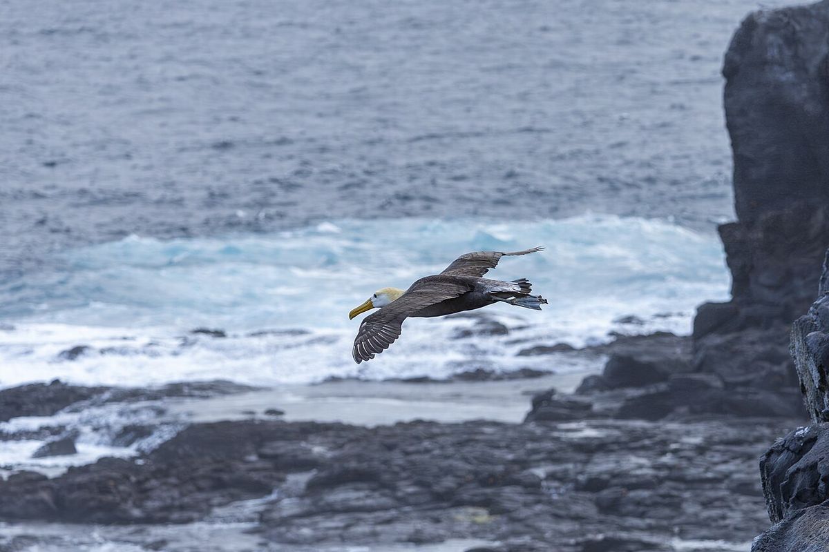 Seekor burung albatros bergelombang terlihat di California. Spesies terancam punah ini terbang ribuan kilometer dari Galapagos. Apa penye