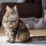 7 Tanda Kucing adalah Hewan yang Cerdas