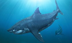 Apakah Mungkin Megalodon Bersembunyi di Laut Dalam?