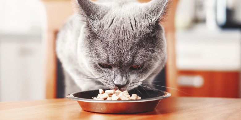 11 Makanan Manusia yang Aman untuk Kucing, Apa Saja? Halaman all -  Kompas.com