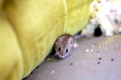 9 Cara Mengusir Hama Tikus, Kecoak, Lalat, dan Nyamuk Pakai Gula
