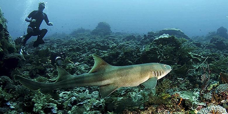 Taman Laut Selat Pantar Alor, Nusa Tenggara Timur, memiliki keunikan sendiri. Berbagai jenis karang dan tumbuhan laut ditemukan di tempat tersebut dengan berbagai ragam warna. Pada sore dan pagi hari, ratusan lumba-lumba menari di permukaan air laut di sekitar pulau-pulau kecil yang mengelilingi selat itu. Foto diambil pada Kamis (27/10/2016).