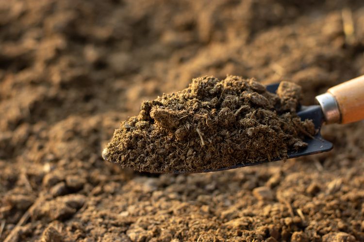 Ilustrasi pupuk kandang, pupuk kandang dari kotoran sapi.