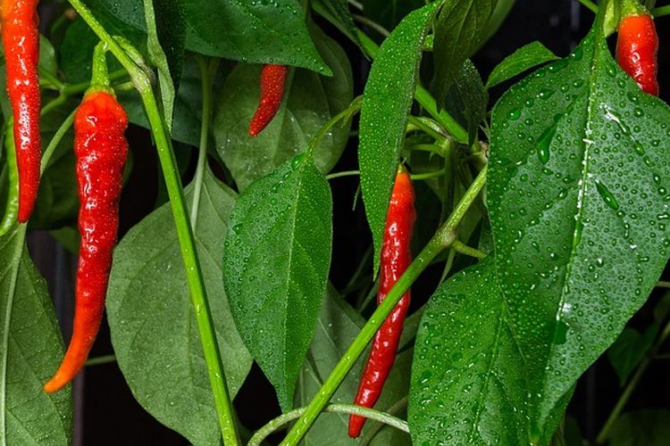 Ilustrasi tanaman cabai di musim hujan