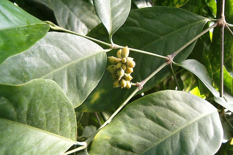 Gnetum gnemon, salah satu spesies dari filum gnetonidae