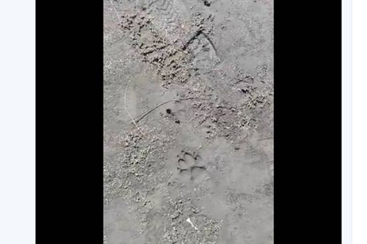 Tangkapan layar twit tentang jejak kaki hewan yang ditemukan di Ranu Kumbolo, Semeru