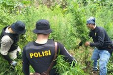 Polisi Musnahkan 1 Hektar Ladang Ganja, 4 Orang Ditangkap