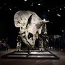 Sisa Fosil Triceratops Terbesar Si Big John Dibeli Kolektor