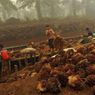  Indonesia Steps Up Palm Oil Sludge Exports to Malaysia