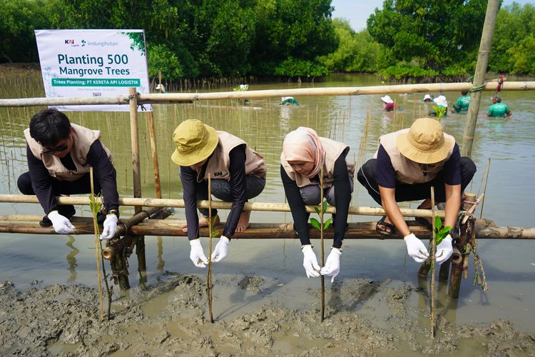 KAI Logistik melakukan penanaman 500 pohon mangrove di kawasan pesisir Muara Gembong, Bekasi. 