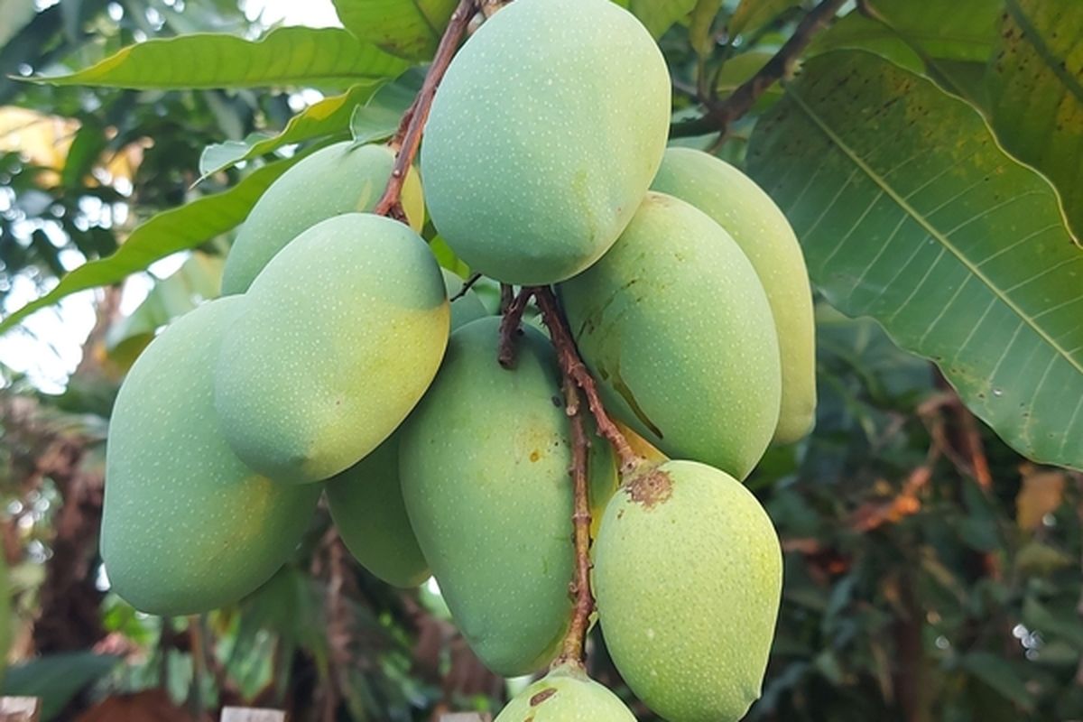 Ilustrasi mangga harum manis, pohon mangga harum manis, tanaman mangga harum manis. 