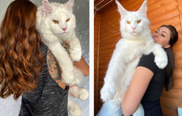 Kucing atau Anjing? Saking Besarnya Hewan Peliharaan Ini Sering ...