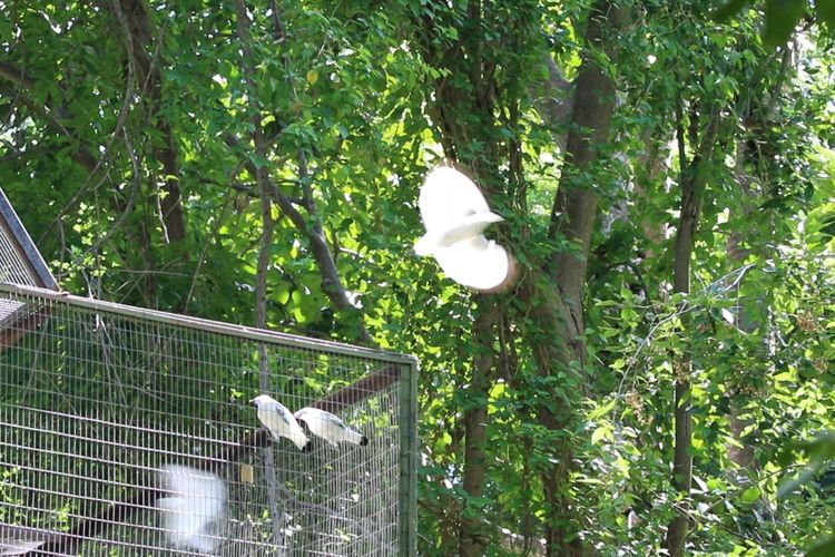 Burung jalak bali (Leucopsar Rothschildi) dilepasliarkan di Taman Nasional Bali Barat (TNBB) di Desa Desa Sumberklampok, Kecamatan Gerokgak, Kabupaten Buleleng, Provinsi Bali, Senin (12/12/2022).