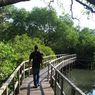 Temuan WALHI Bali, Hutan Mangrove Tahura Ngurah Rai Menyusut 62 Hektare