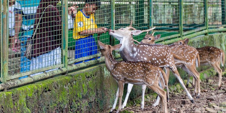 Duh! Taman Margasatwa Ragunan Bakal Tutup saat Nataru?