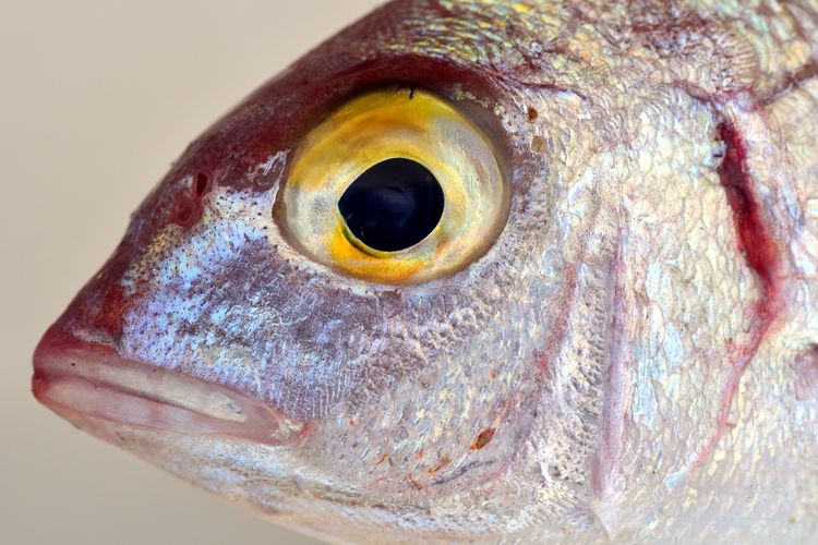 Ilustrasi kepala ikan. Kepala ikan dapat dimanfaatkan untuk tanaman sebagai sumber nutrisi. 