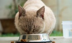 Dry Food Vs Wet Food, Mana Lebih Baik untuk Anabul?