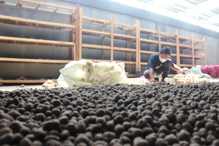 Seorang petani di Kabupaten Cianjur, Jawa Barat, sedang mengolah hasil panen umbo porang.