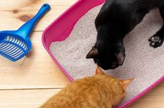 5 Cara Membuat Kotak Pasir Kucing Tak Berbau