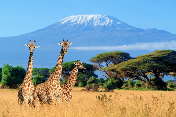 Kenya Safari Afrika 