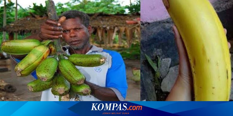 Musa Ingens Pohon Pisang Tebesar Di Dunia Ada Di Papua Tinggi Batang Capai 30 Meter Halaman All Kompas Com Musa Ingens Pohon Pisang Tebesar Di Dunia Ada Di Papua Tinggi Batang Capai 30 Meter Halaman All Kompas Com