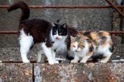 Gelar Sayembara Buang Kucing Liar, DPRD Jabar Diminta Tiru Cara Gedung Sate