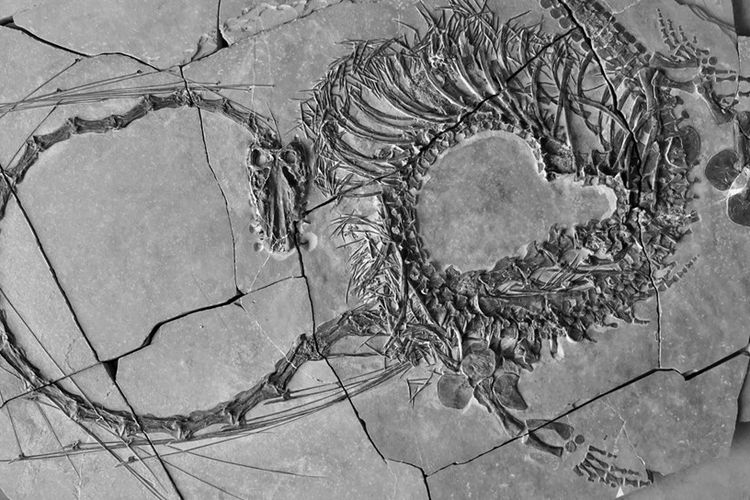 Ilmuwan temukan fosil hewan menyerupai naga.