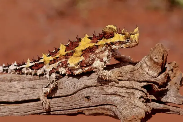 Kadal berduri Australia ini adalah salah satu spesies yang tampak aneh.