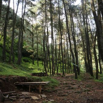 Hutan pinus di Kawasan Curug Nangka, Bogor 