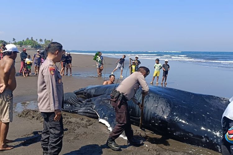 Paus Bungkuk Terdampar di Jembrana, Sempat Dievakuasi ke Laut Sebelum Mati