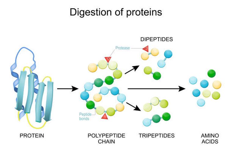 Ilustrasi fungsi dan contoh protein.