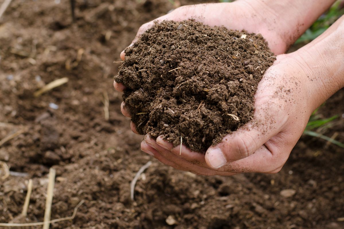 Ilustrasi pupuk kandang.