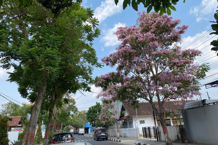 Pohon tabebuya di sepanjang jalan Kota Blora kini tengah berbunga