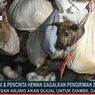 Ratusan Anjing yang Berhasil Diselamatkan di Semarang Terserang Penyakit Menular, 25 Sudah Mati