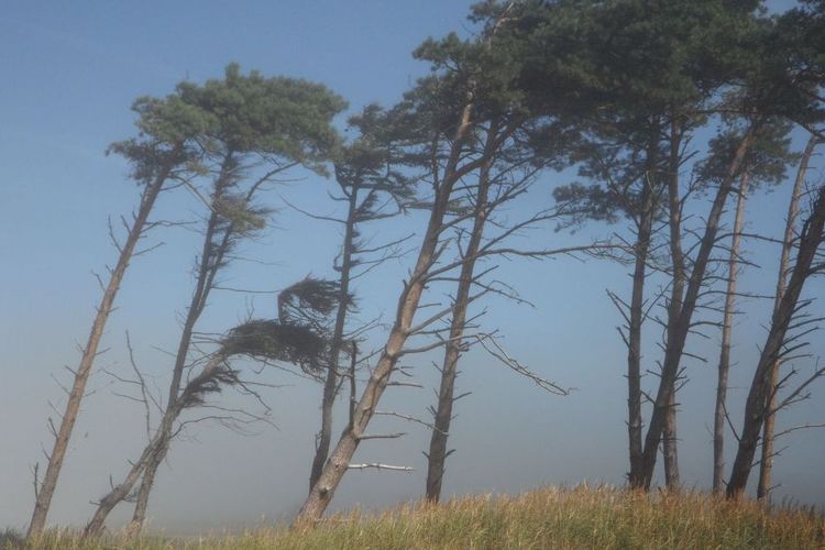 Ilustrasi angin kencang.