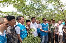 Kembangkan Biomassa, PLN Tanam 30.000 Pohon Indigofera di Tasikmalaya