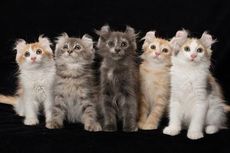 8 Jenis Kucing Termahal di Dunia, Berminat Untuk Memeliharanya?