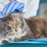 Langkah Mudah Membersihkan Telinga Kucing di Rumah 