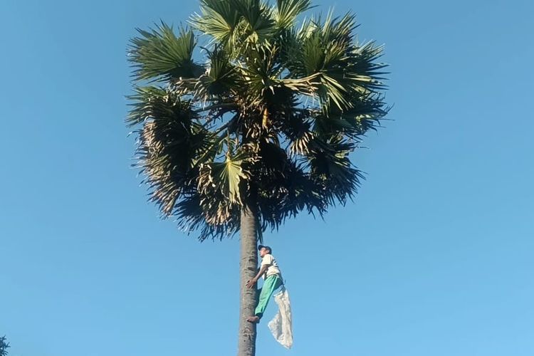 Dominggus Hendrik Luin alias Rik, pria tuna netra asal Desa Letbaun, Kecamatan Semau, Kabupaten Kupang, Nusa Tenggara Timur (NTT), sedang memanjat pohon lontar untuk mengiris tuak, Minggu (23/7/2023).