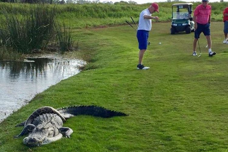Seekor buaya nampak sedang dililit seekor ular piton di tepian kolam di sebuah lapangan golf di Florida, AS. 