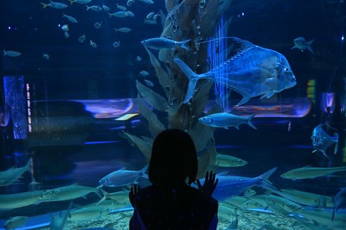 5 Tips Berkunjung ke Jakarta Aquarium Safari, Datang Sebelum Jam 11.00