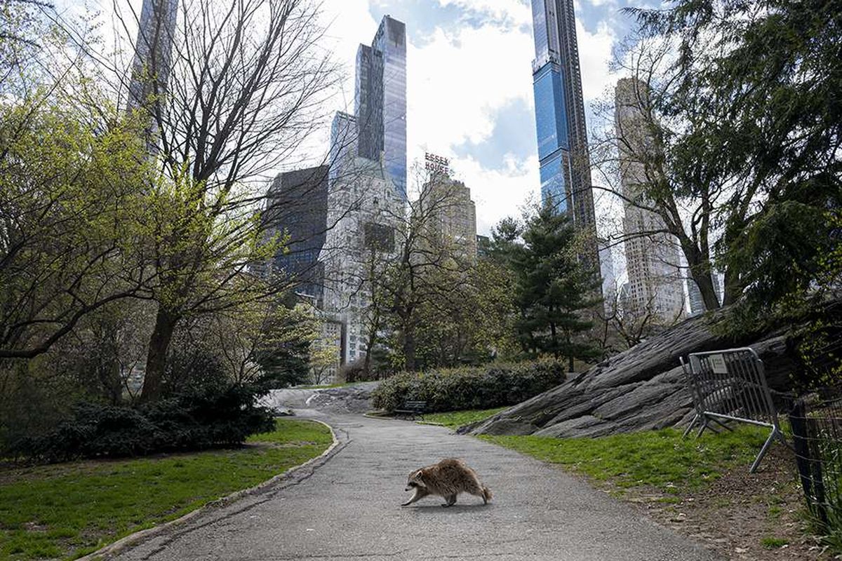 Seekor rakun berjalan di jalanan Central Park yang sepi selama kebijakan lockdown terkait pencegahan penyebaran virus corona, di Manhattan, New York, AS,  Kamis (16/4/2020).