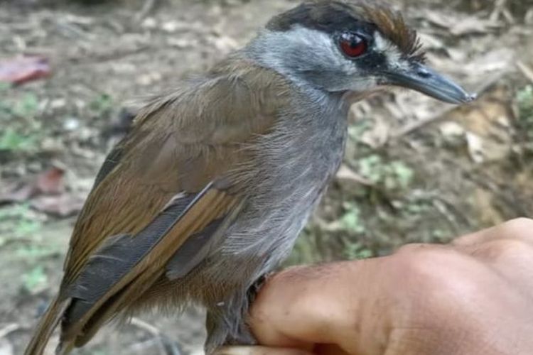 Foto pertama burung Pelanduk Kalimantan (Malacocincla Perspicillata), setelah tidak terlihat selama 172 tahun, di Kalimantan Selatan, Oktober 2020.