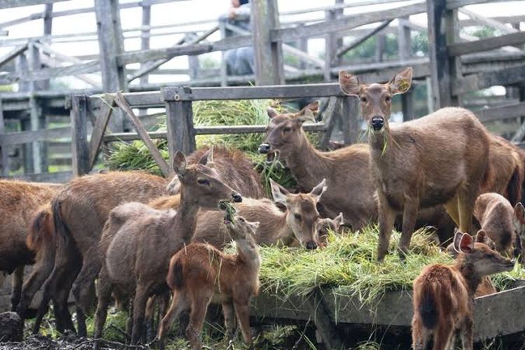 Rusa Samba yang berada di Penangkaran Rusa Kabupaten Penajam Paser Utara, Kalimantan Timur.