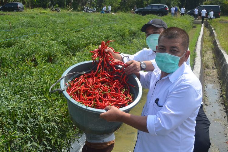 Kabid Hortikultura Dinas Tanaman Pangan dan Hortikultura Sumatera Utara, Bahrudin Siregar menunjukkan hasil panen cabe di Dusun Cilacap, Desa Sidodadi Ramunia, Kecamatan Beringin, Deli Serdang pada Rabu (24/2/2021) siang. Di dusun ini, di masa pandemi dan iklim panas petani bisa menghasilkan panen 20 - 25 ton per hektar.