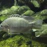 Kandungan Nutrisi Ikan Mujair