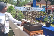 Kisah Boni Petani Bonsai, Jenis Anting Putri Miliknya Ditawar Rp 95 Juta