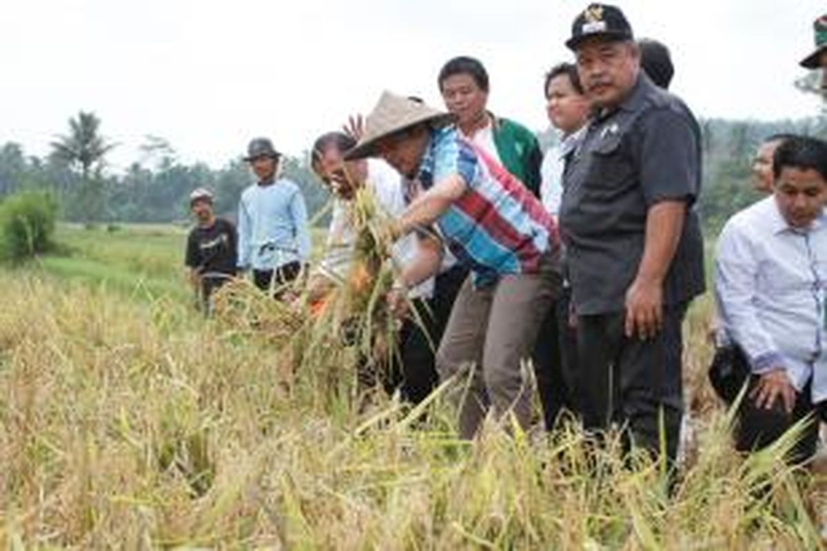 Menteri Desa, Pembangunan Daerah Tertinggal dan Transmigrasi, Marwan Jafar, panen padi Kamajaya 1 di Desa Bojong, Kecamatan Bojong, Kabupaten Pandeglang Banten (28/2/2015).