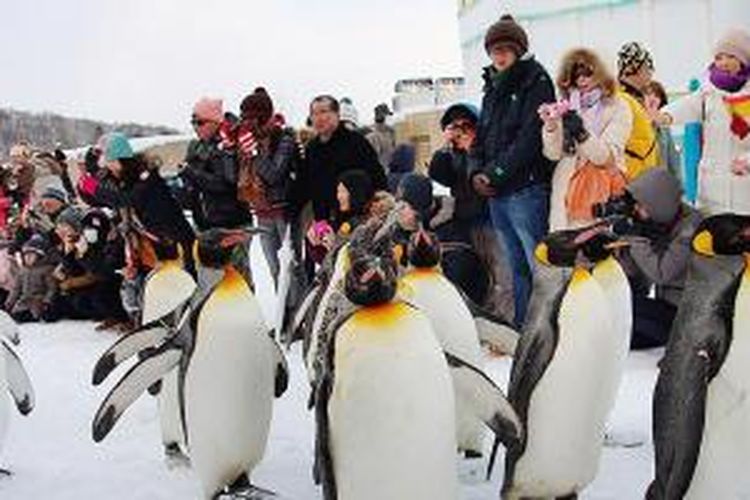 Sembilan penguin berjalan di depan para pengunjung Kebun Binatang Asahiyama di Hokkaido, Jepang, Kamis (6/2/2014).